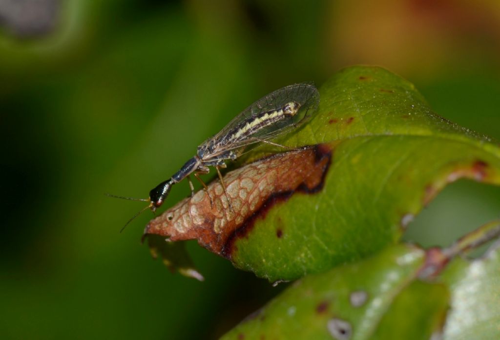 Xanthostigma corsicum (Raphidiidae)